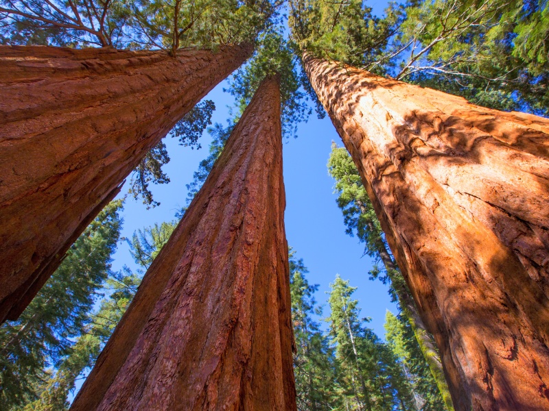 Sequoias in California view from below