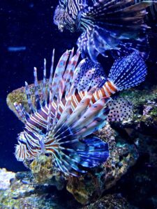 Fotografie z recenze