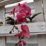 Fotografie z recenze