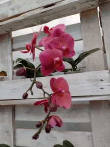 Fotografie z recenze