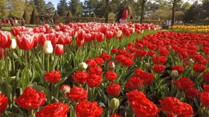 Fotografie z recenze